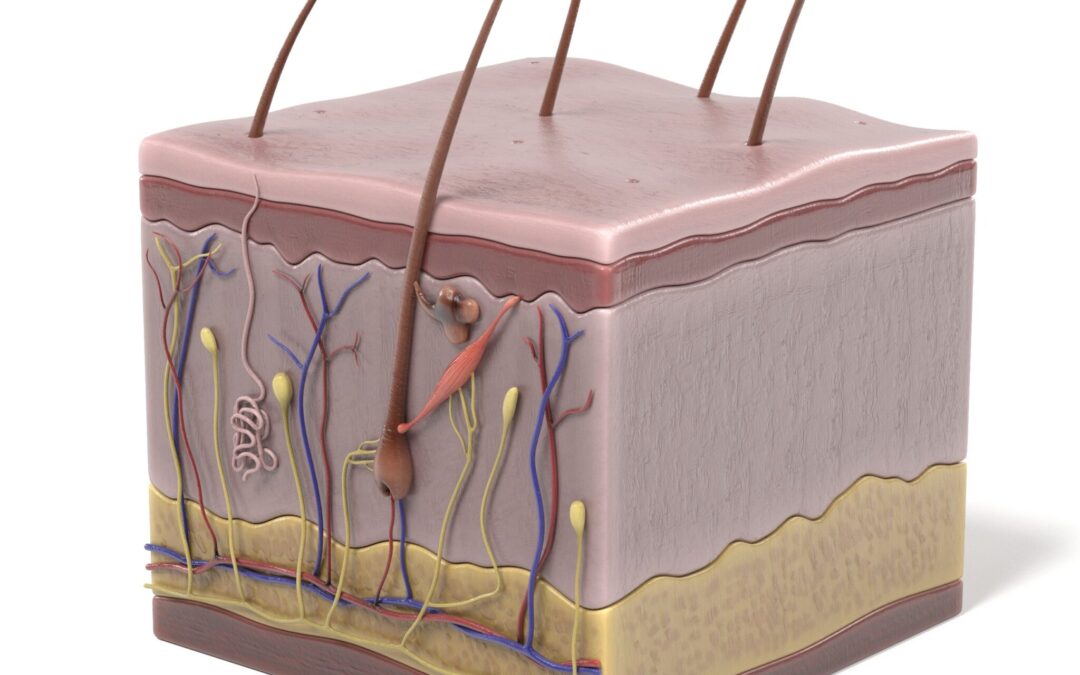 Dreidimensionales menschliches Hautmodell für dermatologische Experimente (CRISPER Skin)